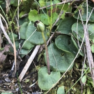 Corysanthes sp. at suppressed - 4 Oct 2021