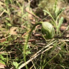 Pterostylis nutans (Nodding Greenhood) at Paddys River, ACT - 4 Oct 2021 by PeterR