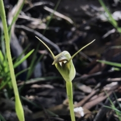 Pterostylis pedunculata (Maroonhood) at Paddys River, ACT - 4 Oct 2021 by PeterR