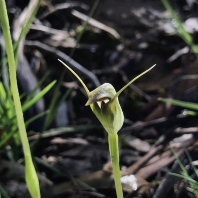 Pterostylis pedunculata (Maroonhood) at Paddys River, ACT - 4 Oct 2021 by PeterR