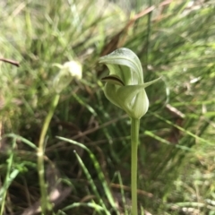 Pterostylis curta (Blunt Greenhood) at Paddys River, ACT - 4 Oct 2021 by PeterR