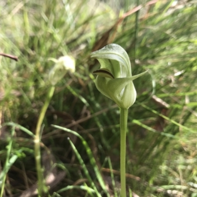 Pterostylis curta (Blunt Greenhood) at Paddys River, ACT - 4 Oct 2021 by PeterR