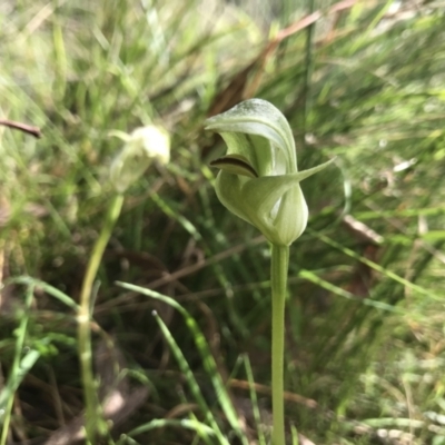 Pterostylis curta (Blunt Greenhood) at Paddys River, ACT - 3 Oct 2021 by PeterR