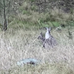 Osphranter robustus at Tuggeranong DC, ACT - 2 Oct 2021