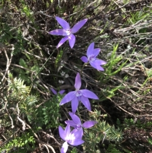 Glossodia major at Kambah, ACT - suppressed