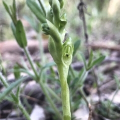 Hymenochilus cycnocephalus (Swan greenhood) at Kambah, ACT - 8 Oct 2021 by PeterR