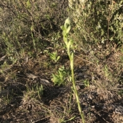 Hymenochilus bicolor (ACT) = Pterostylis bicolor (NSW) (Black-tip Greenhood) at Chifley, ACT - 8 Oct 2021 by PeterR
