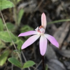 Caladenia fuscata (Dusky Fingers) at Tuggeranong DC, ACT - 6 Oct 2021 by PeterR