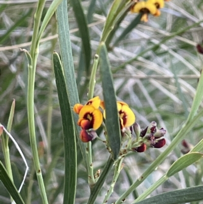 Daviesia leptophylla (Slender Bitter Pea) at Hackett, ACT - 8 Oct 2021 by JaneR