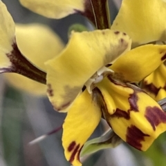 Diuris pardina (Leopard Doubletail) at Watson, ACT - 8 Oct 2021 by JaneR