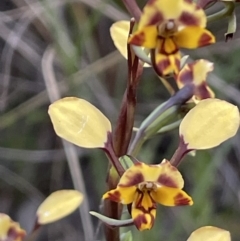 Diuris pardina at Watson, ACT - suppressed