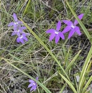 Glossodia major at Hackett, ACT - 8 Oct 2021