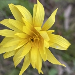 Microseris walteri (Yam Daisy, Murnong) at Watson, ACT - 8 Oct 2021 by JaneR