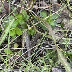 Microseris walteri at Watson, ACT - 8 Oct 2021 06:25 PM