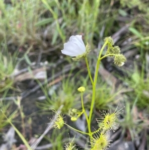 Drosera gunniana at Hackett, ACT - 8 Oct 2021