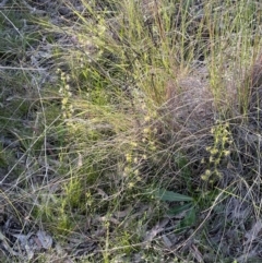 Drosera gunniana at Hackett, ACT - 8 Oct 2021