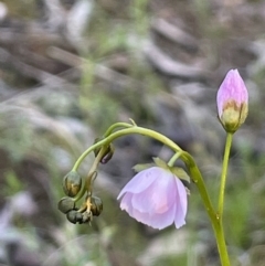 Drosera auriculata (Tall Sundew) at Hackett, ACT - 8 Oct 2021 by JaneR