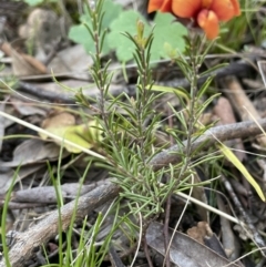 Dillwynia sp. Yetholme (P.C.Jobson 5080) NSW Herbarium at Watson, ACT - 8 Oct 2021 by JaneR