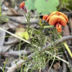 Dillwynia sp. Yetholme (P.C.Jobson 5080) NSW Herbarium at Watson, ACT - 8 Oct 2021