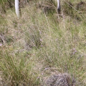 Glossodia major at Hackett, ACT - 8 Oct 2021