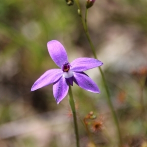 Glossodia major at Hackett, ACT - 8 Oct 2021