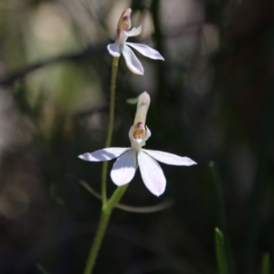 Caladenia carnea at Watson, ACT - 8 Oct 2021