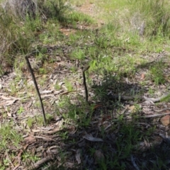 Caladenia actensis (Canberra Spider Orchid) at Hackett, ACT - 8 Oct 2021 by petersan