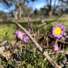 Calotis scabiosifolia var. integrifolia (Rough Burr-daisy) at Googong, NSW - 9 Oct 2021 by Wandiyali