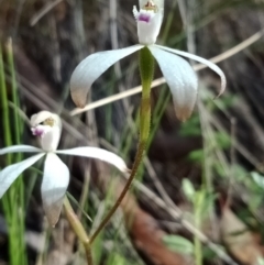 Caladenia ustulata (Brown Caps) at Acton, ACT - 7 Oct 2021 by Lou