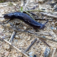 Deroceras laeve (Marsh Slug) at Googong, NSW - 9 Oct 2021 by Wandiyali