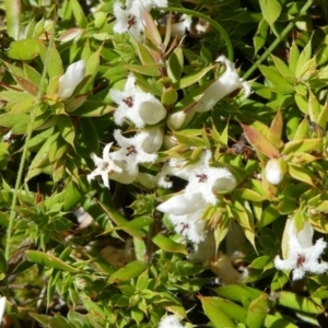 Leucopogon fraseri at Paddys River, ACT - 6 Oct 2021