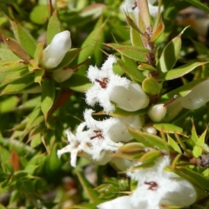 Leucopogon fraseri at Paddys River, ACT - 6 Oct 2021