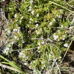 Leucopogon fraseri at Paddys River, ACT - 6 Oct 2021