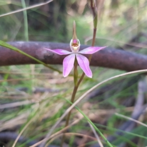 Caladenia carnea at Paddys River, ACT - 8 Oct 2021