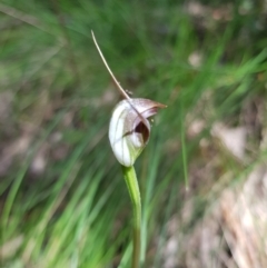 Pterostylis pedunculata (Maroonhood) at Paddys River, ACT - 8 Oct 2021 by byomonkey