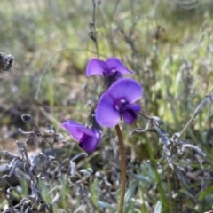 Swainsona behriana (Behr's Swainson-Pea) at Melrose - 9 Oct 2021 by Shazw