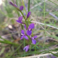 Comesperma volubile (Love Creeper) at Paddys River, ACT - 8 Oct 2021 by byomonkey