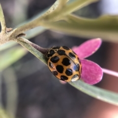 Harmonia conformis at Belconnen, ACT - 9 Oct 2021