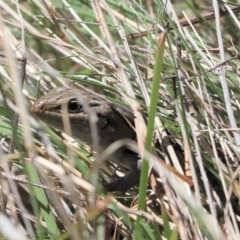 Liopholis whitii (White's Skink) at Rendezvous Creek, ACT - 6 Oct 2021 by Tammy