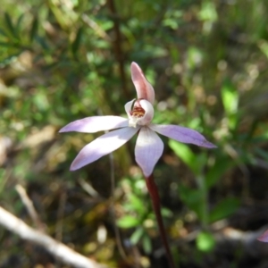 Caladenia fuscata at Tennent, ACT - suppressed