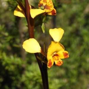 Diuris semilunulata at Tennent, ACT - suppressed