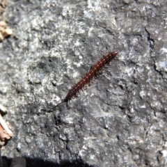 Diplopoda (class) (Unidentified millipede) at Namadgi National Park - 7 Oct 2021 by MatthewFrawley