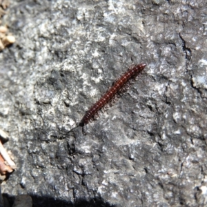 Diplopoda (class) at Tennent, ACT - 7 Oct 2021 01:18 PM