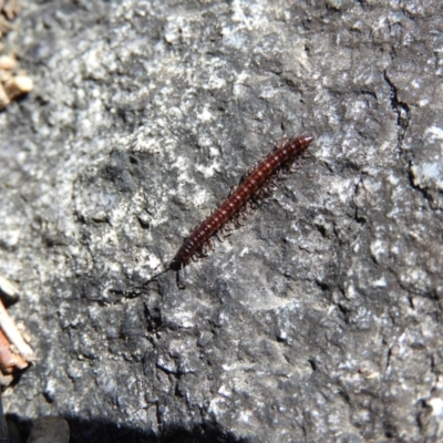 Diplopoda (class) (Unidentified millipede) at Tennent, ACT - 7 Oct 2021 by MatthewFrawley