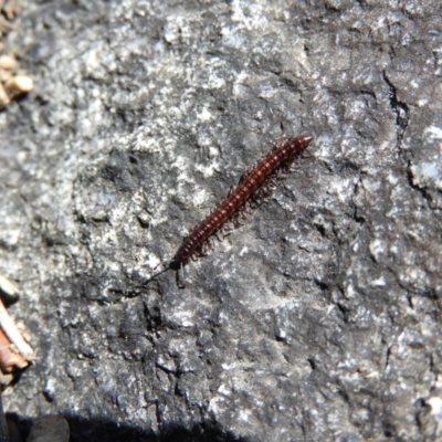 Diplopoda (class) (Unidentified millipede) at Namadgi National Park - 7 Oct 2021 by MatthewFrawley