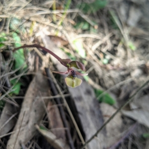 Chiloglottis trapeziformis at suppressed - 9 Oct 2021