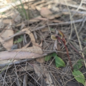 Chiloglottis trapeziformis at suppressed - 9 Oct 2021