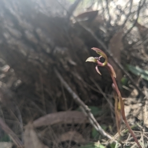 Chiloglottis trapeziformis at Lower Boro, NSW - 9 Oct 2021