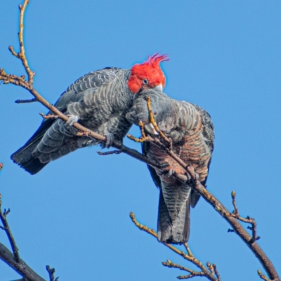 Callocephalon fimbriatum (Gang-gang Cockatoo) at Chapman, ACT - 1 Aug 2021 by Chris Appleton