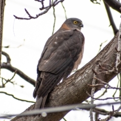 Accipiter cirrocephalus (Collared Sparrowhawk) at Chapman, ACT - 27 Jun 2021 by Chris Appleton